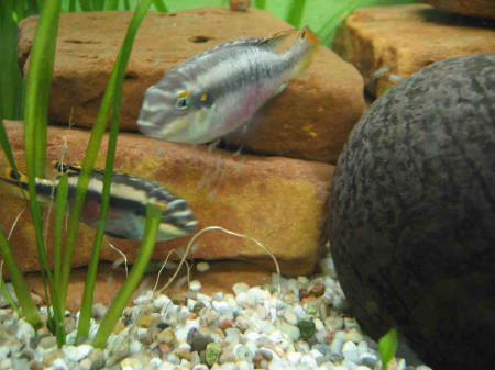 &copy; Zierfischfreunde Immenhausen-Holzhausen PELVICACHROMISN PULCHER